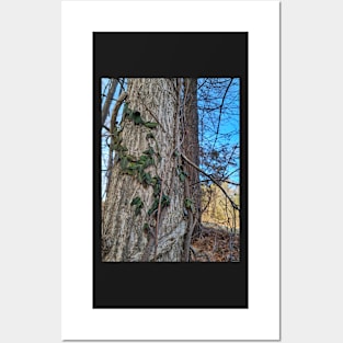 Fairy Vines climbing up an old tree natural rustic photography Posters and Art